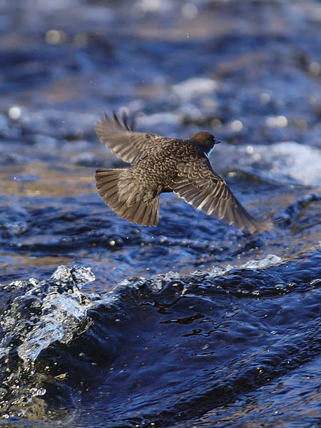 Koskikara, White-throated Dipper, Cinclus cinclus